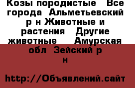 Козы породистые - Все города, Альметьевский р-н Животные и растения » Другие животные   . Амурская обл.,Зейский р-н